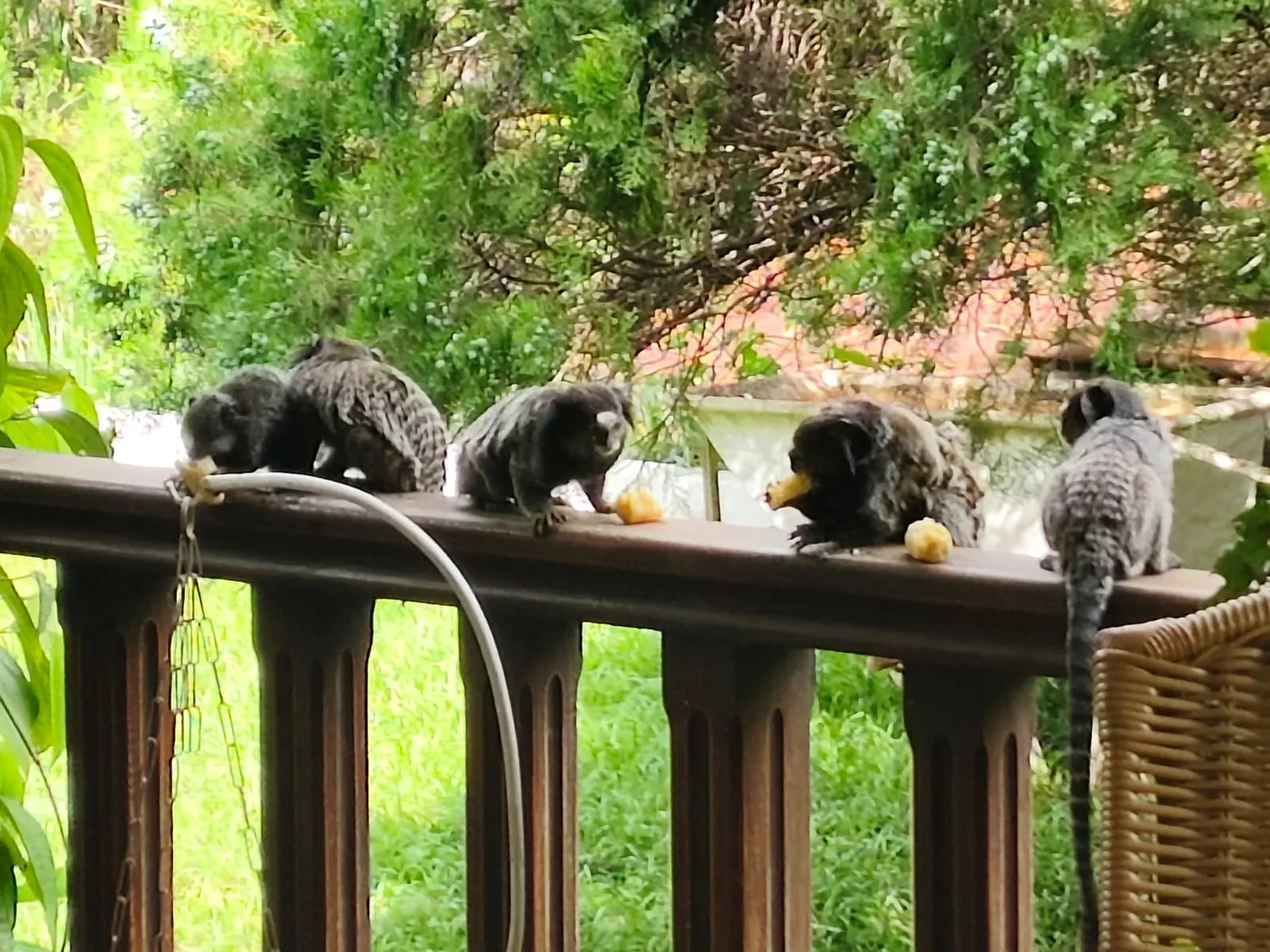 Natureza e Macacos no Sítio Jacucaí